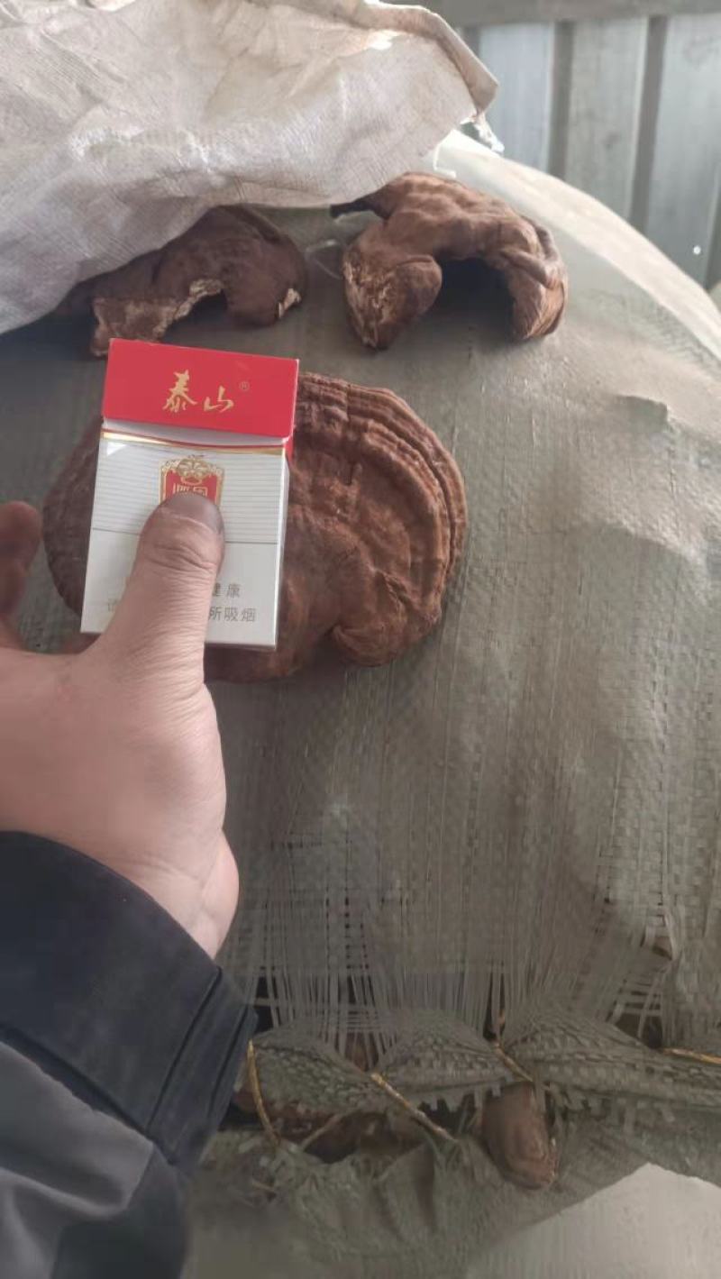 紫芝，紫灵芝，带孢子粉紫灵芝人工种植紫灵芝