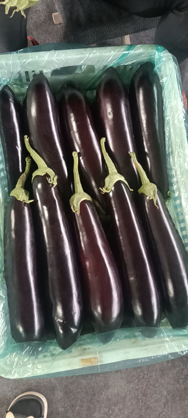 绿茄
