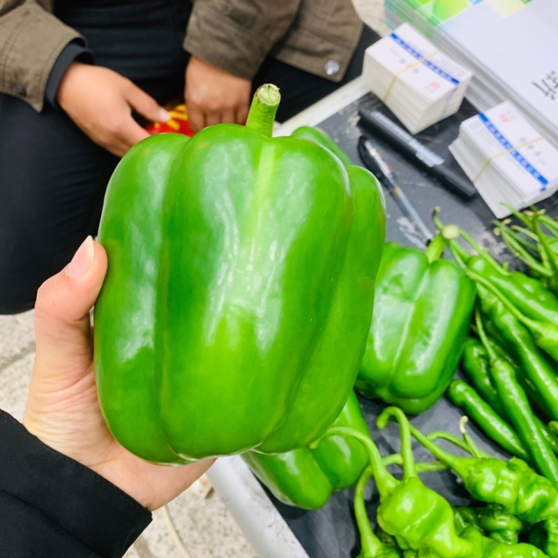 高抗病耐运输甜椒种子大果味甜质优，青绿色甜椒种籽