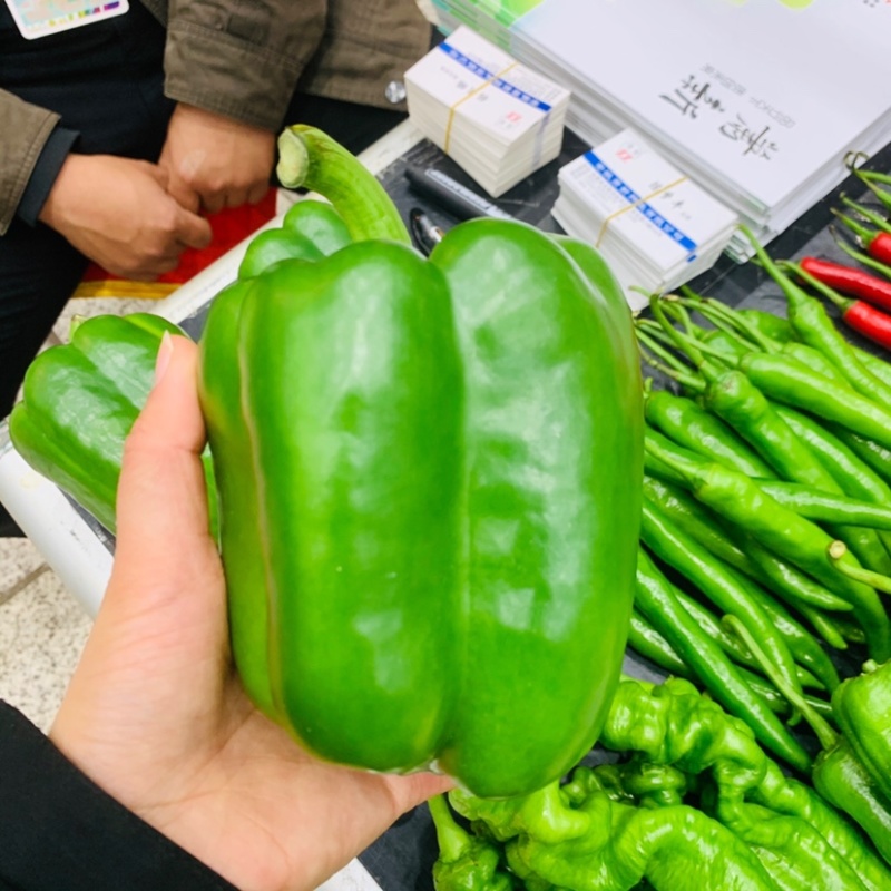 高抗病耐运输甜椒种子大果味甜质优，青绿色甜椒种籽