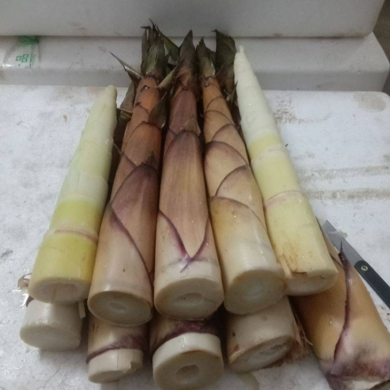 高山天然新鲜苦笋蔬菜春笋客家美食江西产地非人工种植