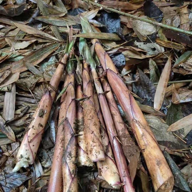 高山天然新鲜苦笋蔬菜春笋客家美食江西产地非人工种植