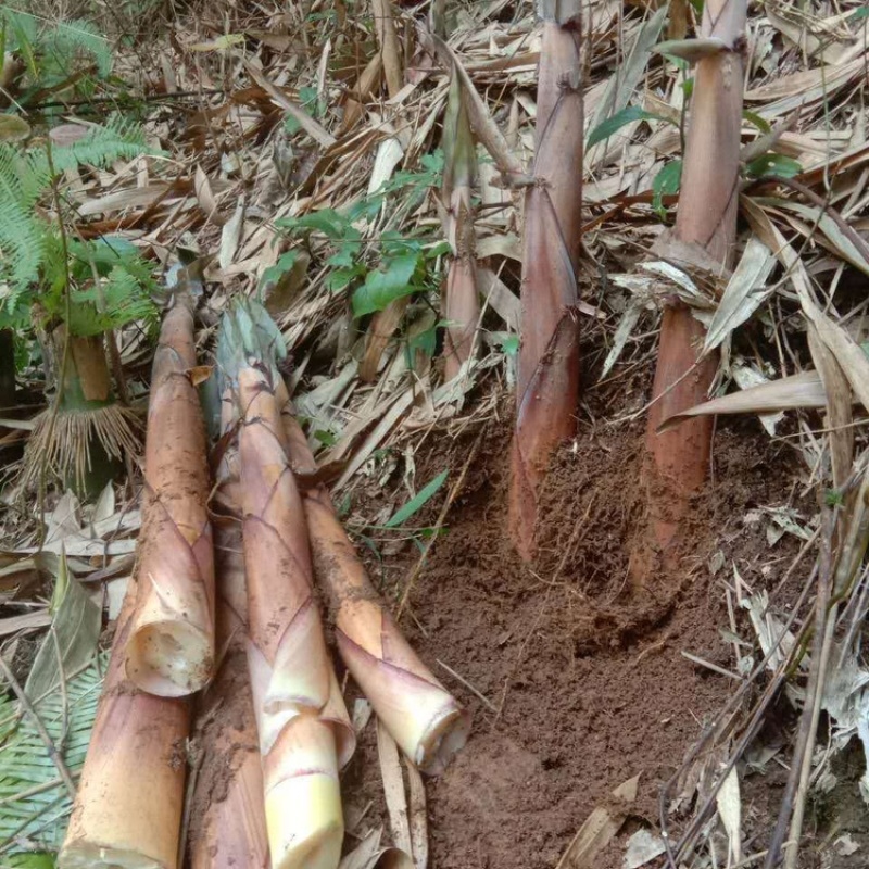 高山天然新鲜苦笋蔬菜春笋客家美食江西产地非人工种植