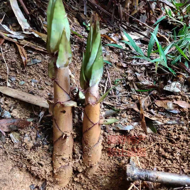 高山天然新鲜苦笋蔬菜春笋客家美食江西产地非人工种植
