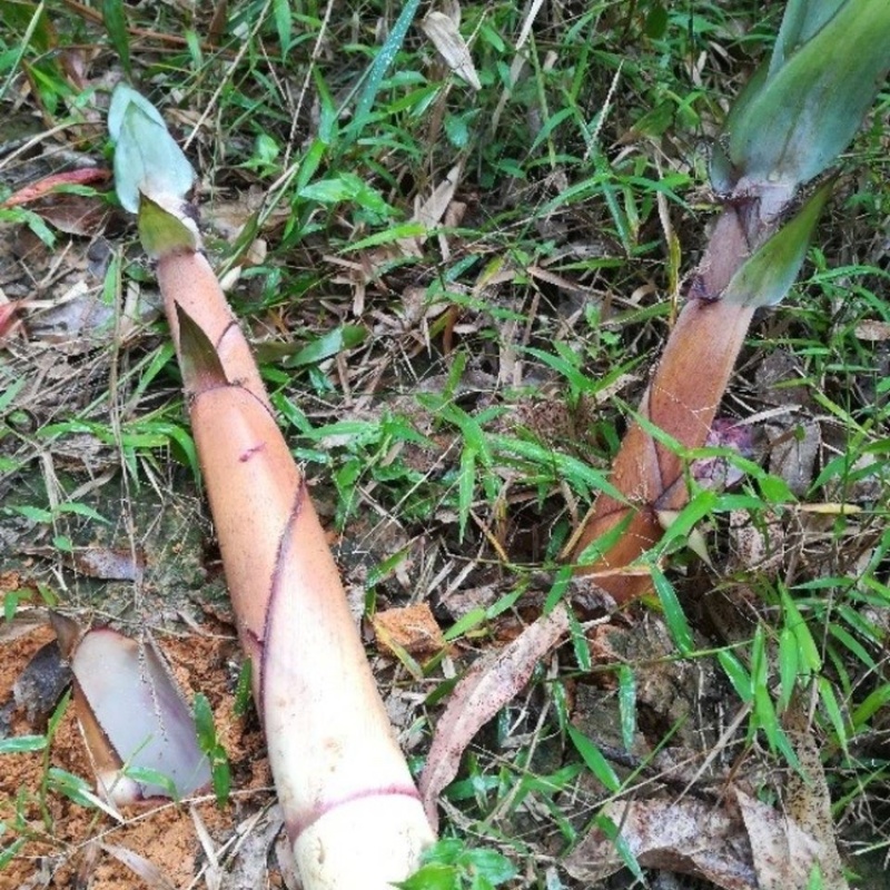 高山天然新鲜苦笋蔬菜春笋客家美食江西产地非人工种植