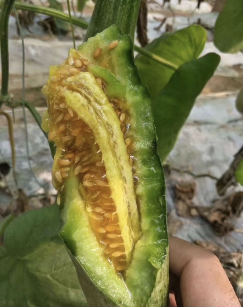 博洋61甜瓜对接各种电商平台赶集货一手货源