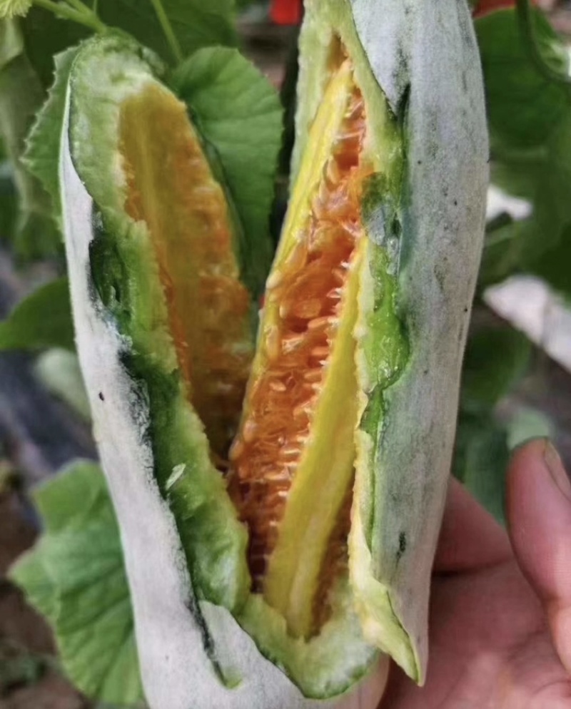 博洋61甜瓜对接各种电商平台赶集货一手货源