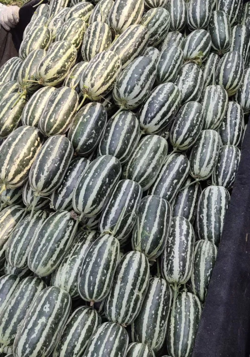 博洋61甜瓜对接各种电商平台赶集货一手货源