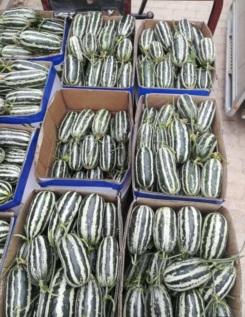 博洋61甜瓜对接各种电商平台赶集货一手货源