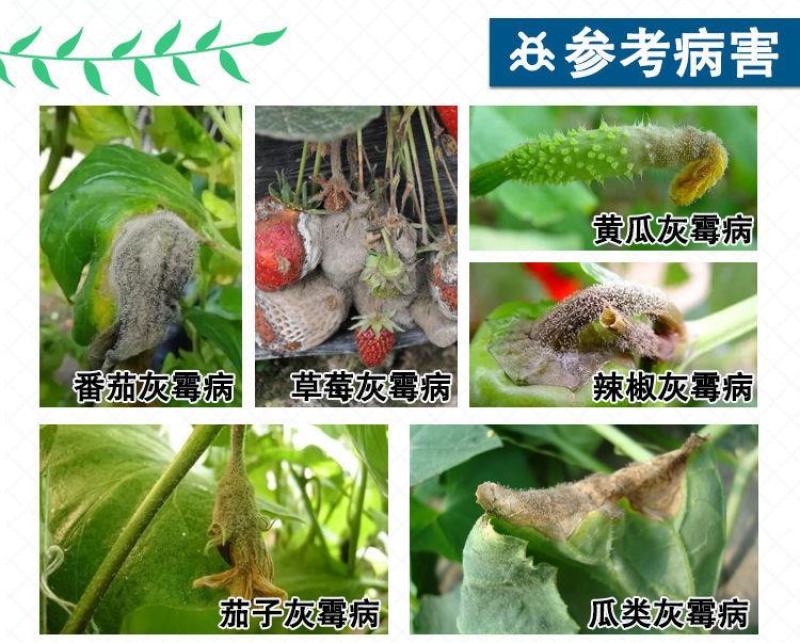 开局荧光假单胞杆菌蔬菜灰霉褐斑病早疫病靶斑病农药杀菌剂