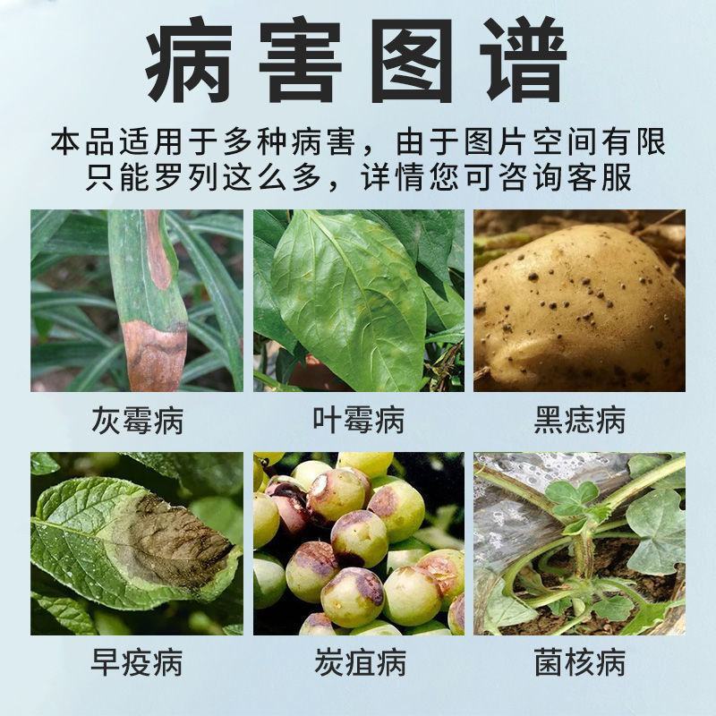 开局荧光假单胞杆菌蔬菜灰霉褐斑病早疫病靶斑病农药杀菌剂