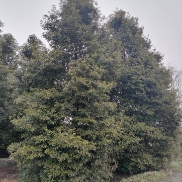 正宗小叶桢楠批发基地,桢楠工程大树苗桢楠小苗子都有