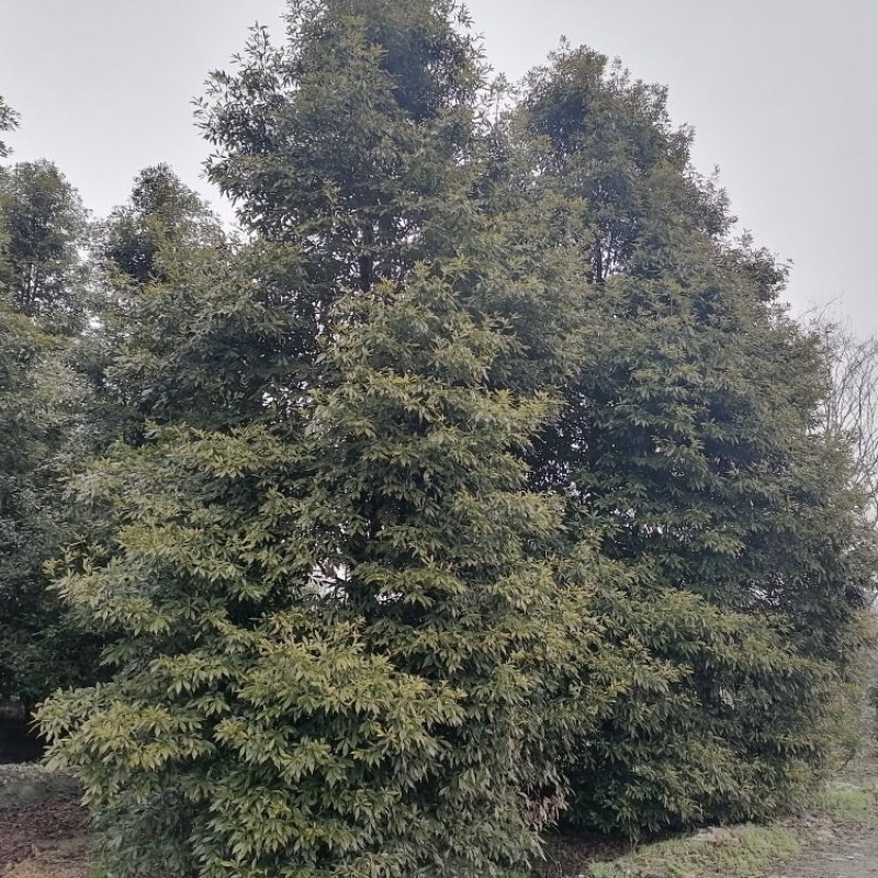 正宗小叶桢楠批发基地,桢楠工程大树苗桢楠小苗子都有