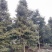 正宗小叶桢楠批发基地,桢楠工程大树苗桢楠小苗子都有