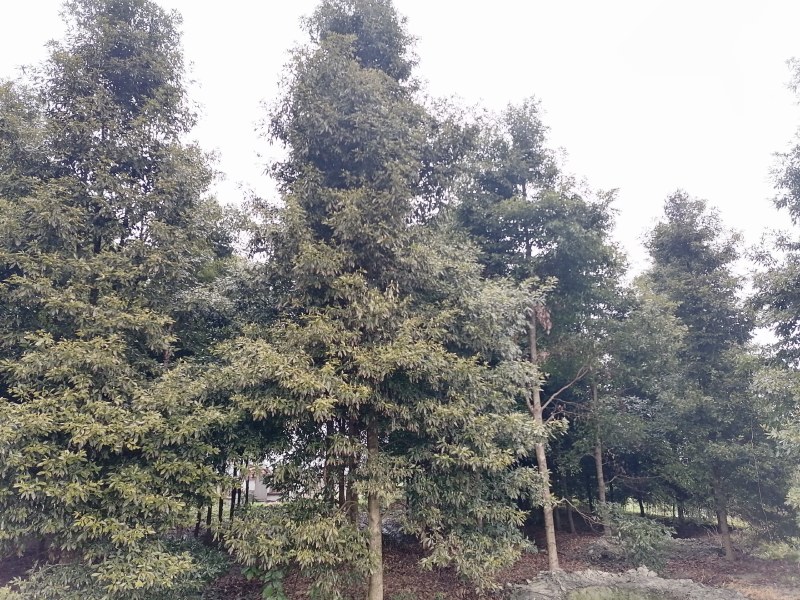 正宗小叶桢楠批发基地,桢楠工程大树苗桢楠小苗子都有