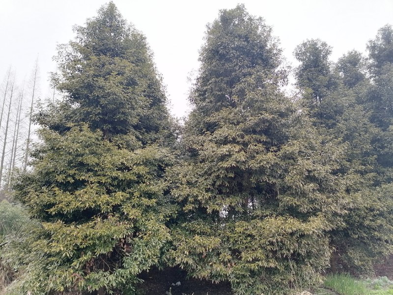 正宗小叶桢楠批发基地,桢楠工程大树苗桢楠小苗子都有