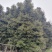 正宗小叶桢楠批发基地,桢楠工程大树苗桢楠小苗子都有