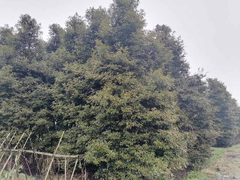 正宗小叶桢楠批发基地,桢楠工程大树苗桢楠小苗子都有
