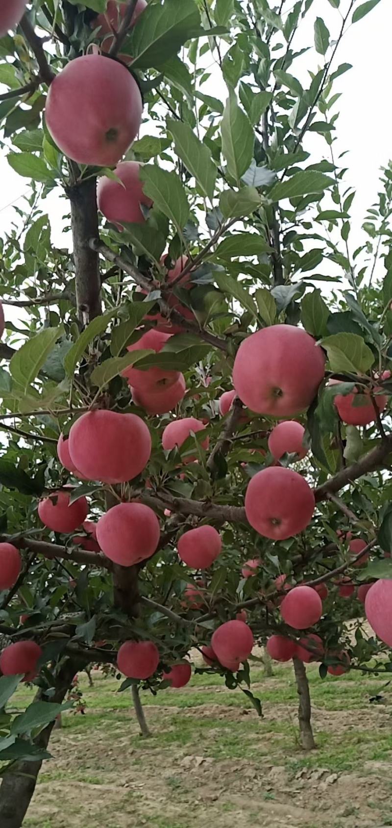 甘肃庆阳早熟苹果红梅脆脆甜多汁