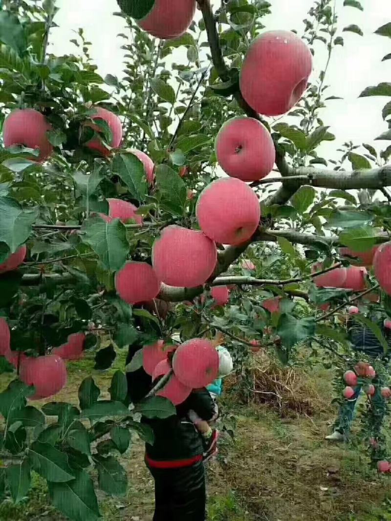 甘肃庆阳早熟苹果红梅脆脆甜多汁