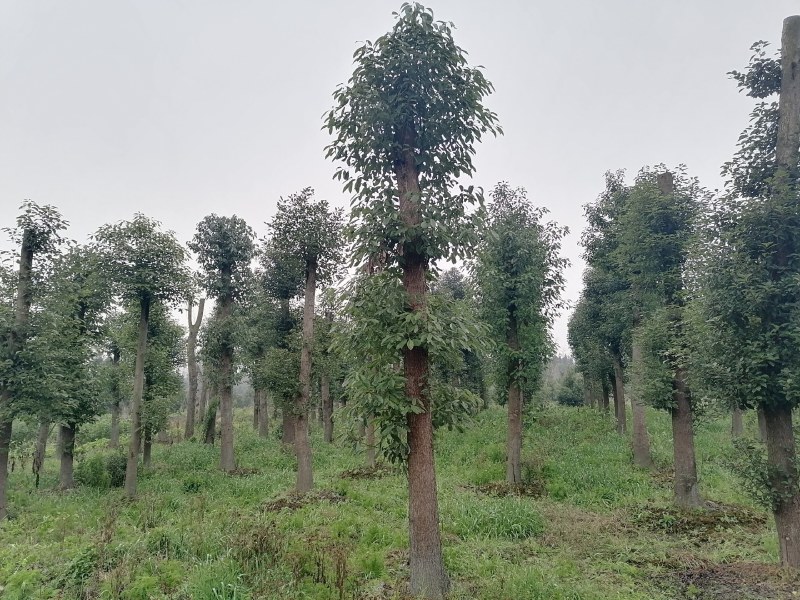 香樟树苗批发出售全冠香樟熟货香樟基地