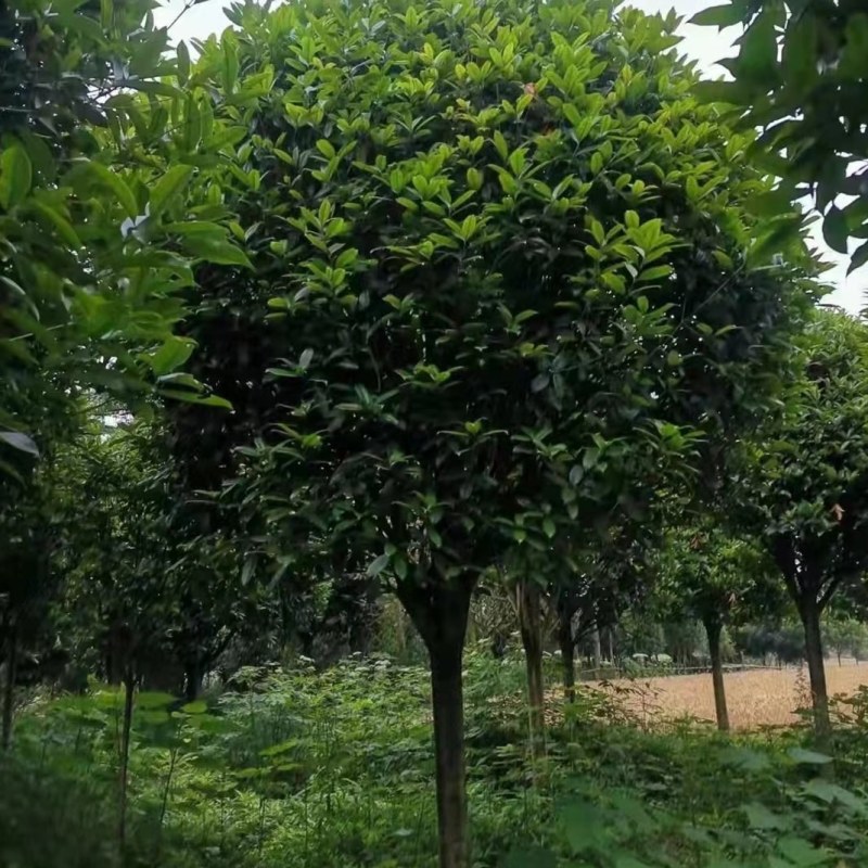 桂花树基地，八月桂苗圃直销10-20公分桂花