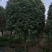 桂花树基地，八月桂苗圃直销10-20公分桂花