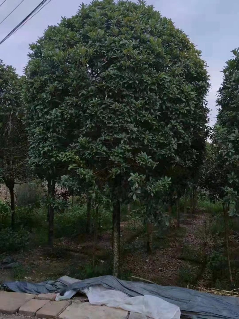 桂花树基地，八月桂苗圃直销10-20公分桂花