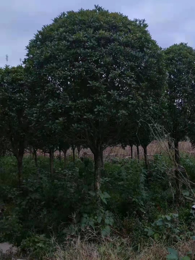 桂花树基地，八月桂苗圃直销10-20公分桂花