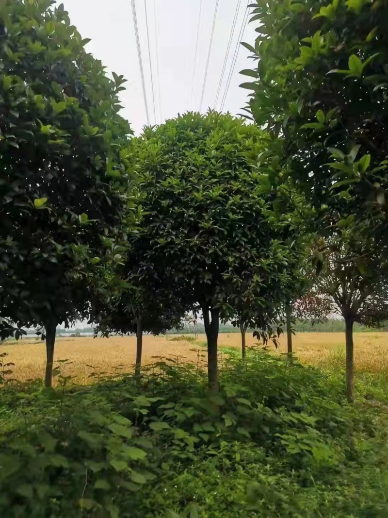 桂花树基地，八月桂苗圃直销10-20公分桂花
