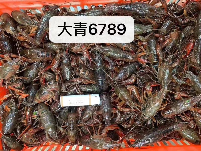 各种规格小龙虾大量出售欢迎各位老板来电洽谈