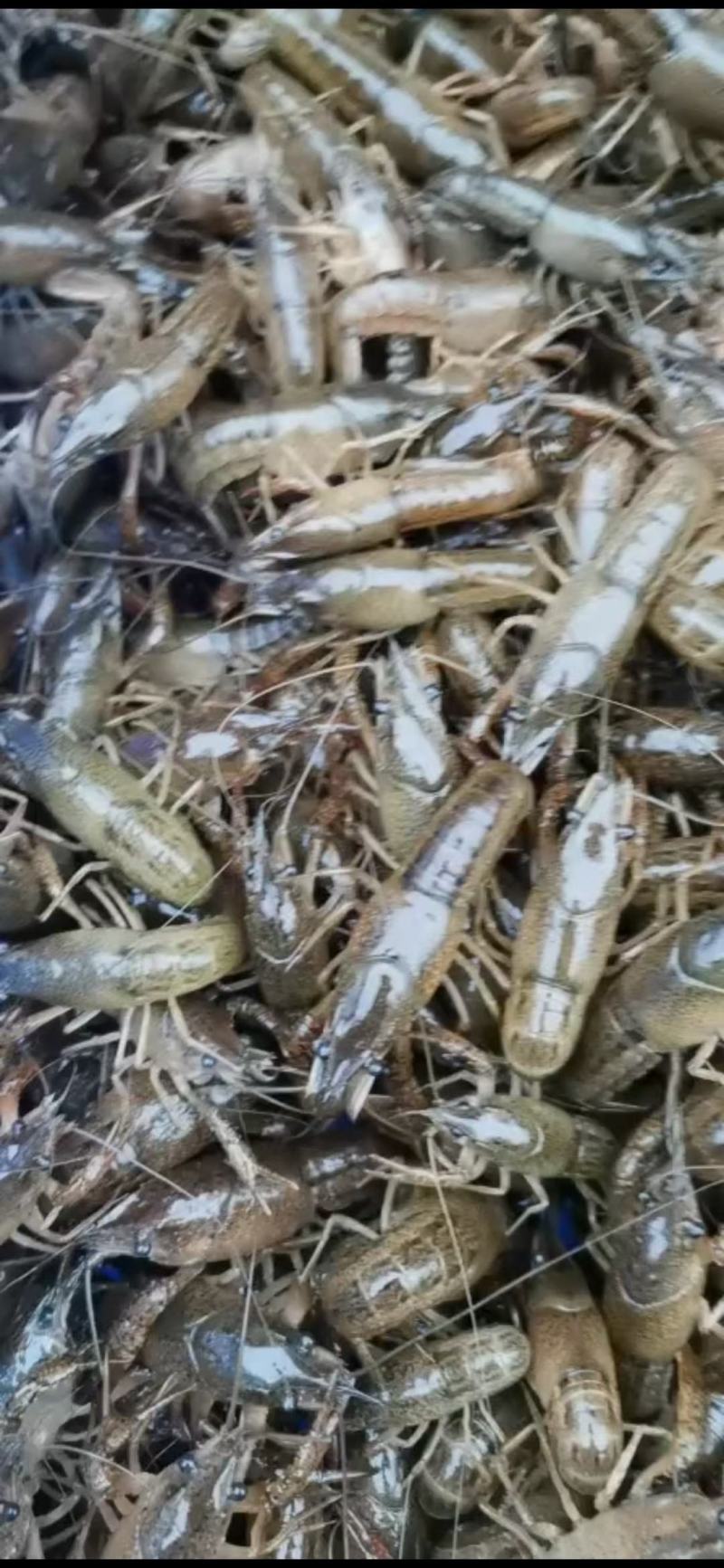 各种规格小龙虾大量出售欢迎各位老板来电洽谈