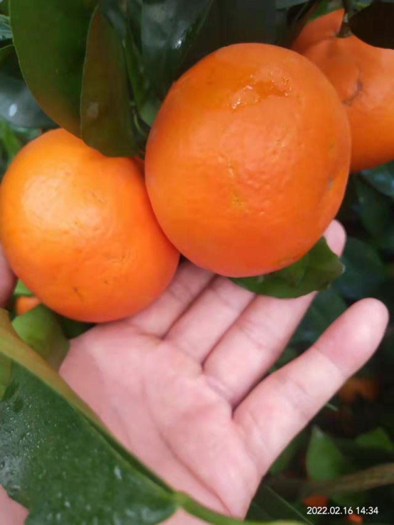 *甜的沃柑就在来宾
