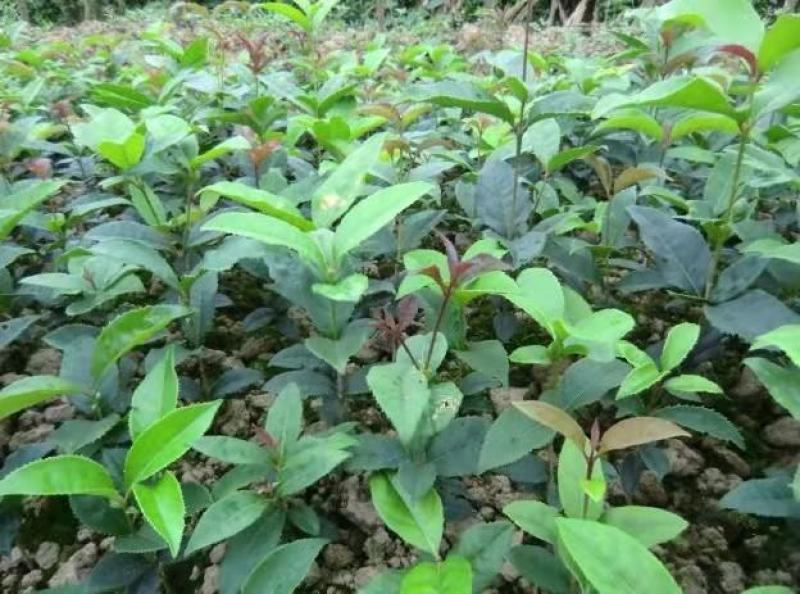 四季桂小苗