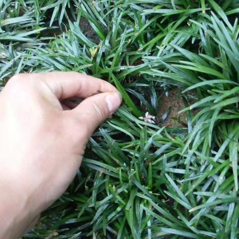 麦冬草