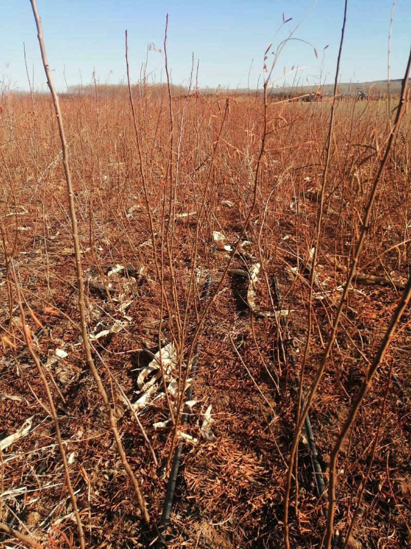 文冠果苗，一年生，40-1米以上，质量好，产地直销