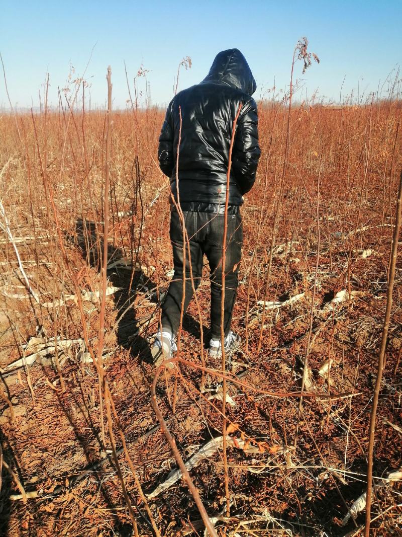 文冠果苗，一年生，40-1米以上，质量好，产地直销