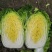[基地直供]菊锦春白菜7斤以上毛菜无中间差价