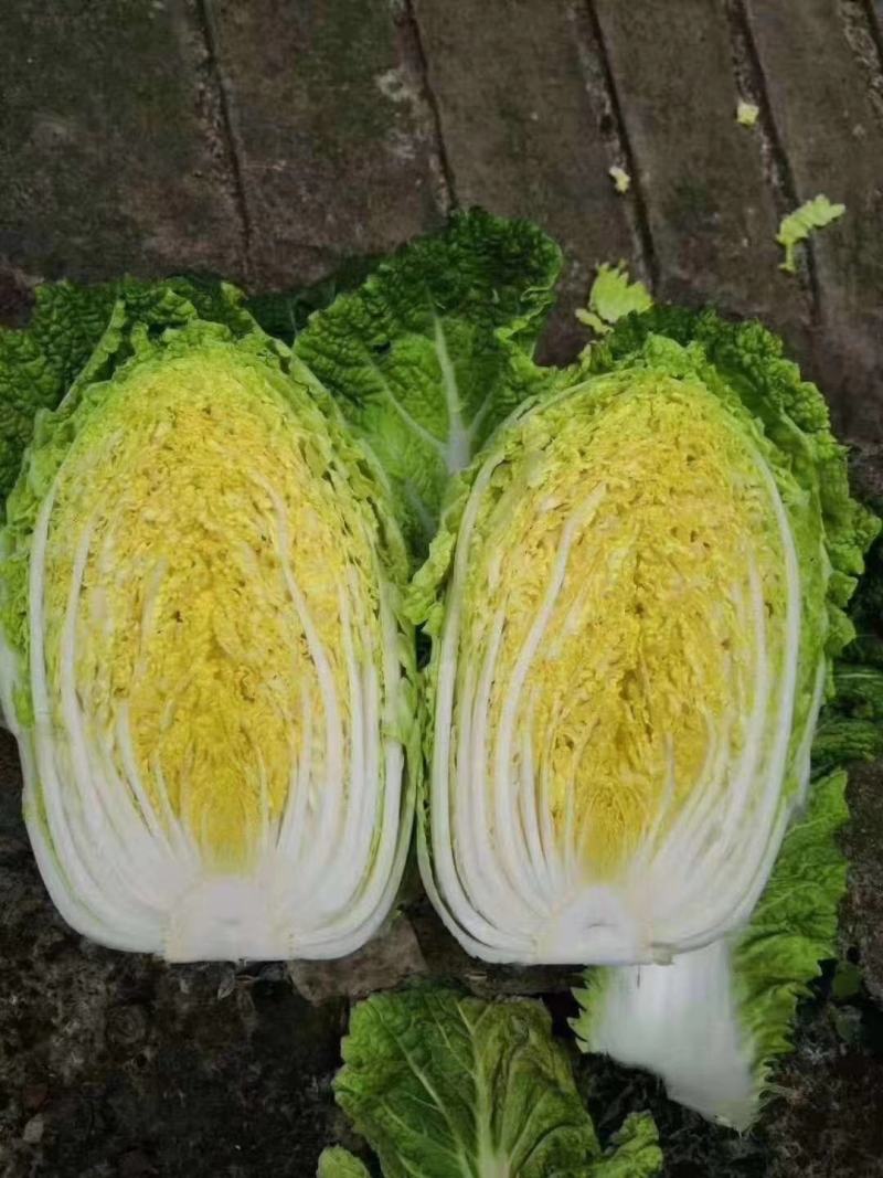 [基地直供]菊锦春白菜7斤以上毛菜无中间差价