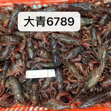 各种规格小龙虾大量出售欢迎各位老板来电洽谈