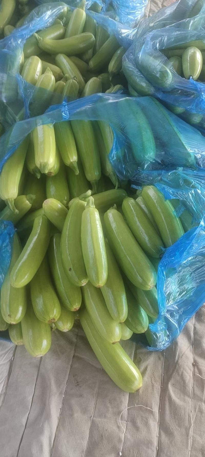 绿皮西葫芦0.6斤以上，绿色油亮，是市场商超优选产品。