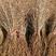沙棘苗，一年生，30-70公分，质量好，根系好，成活率高