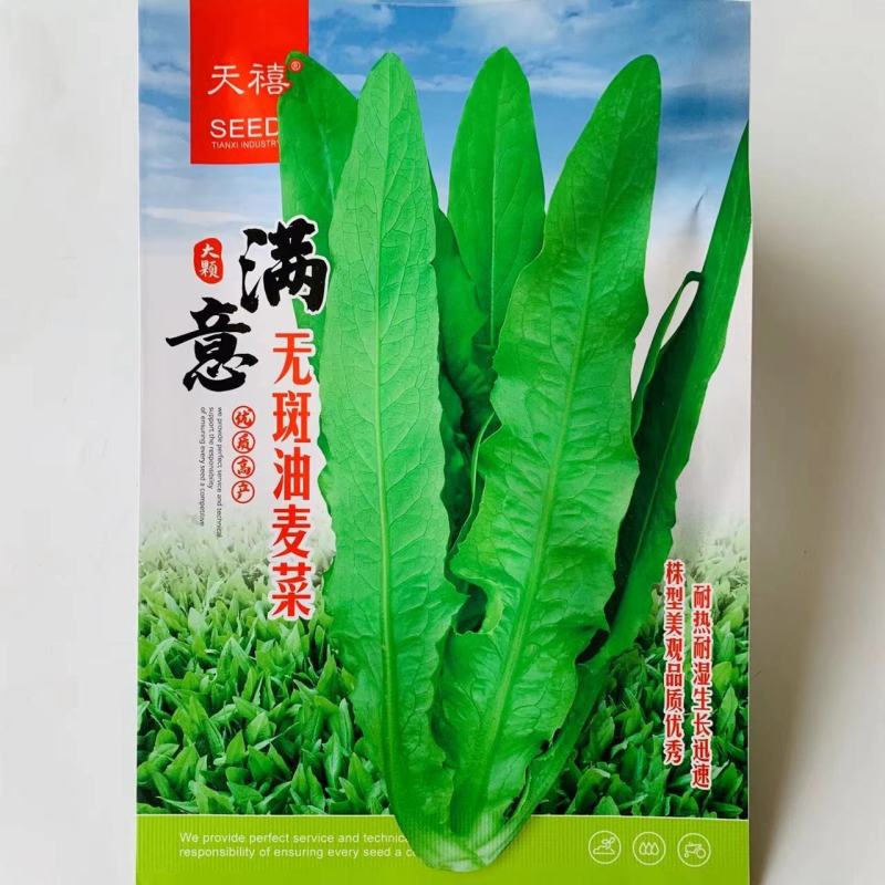 满意无斑油麦菜种子耐热耐湿油麦菜种子大棵油麦菜种籽