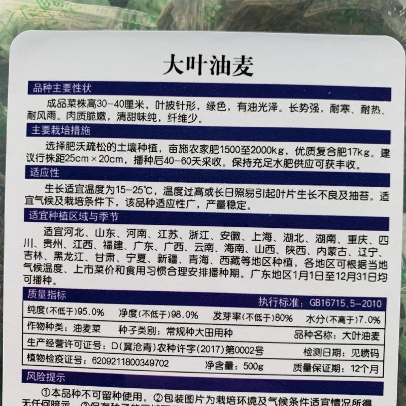 大叶油麦菜种子清甜味纯耐热耐寒大颗甜脆油麦菜种籽