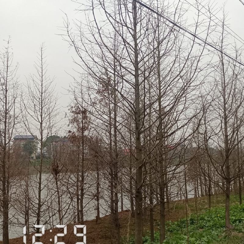 湖南水杉苗自家苗圃基地直发原土发送包成活一手货源
