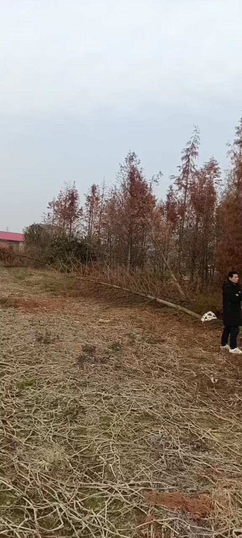 湖南水杉苗自家苗圃基地直发原土发送包成活一手货源