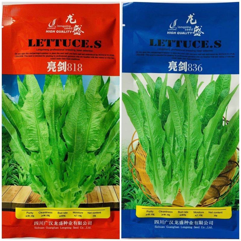 速生型油麦菜种子龙盛尖形叶柳叶油麦菜质嫩翠鲜香基地用种