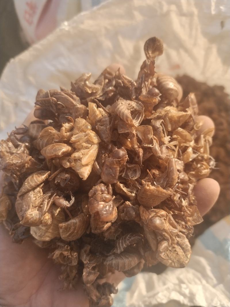 水洗大蝉蜕（碎），非常干净！需要的老板请联系，量大优惠