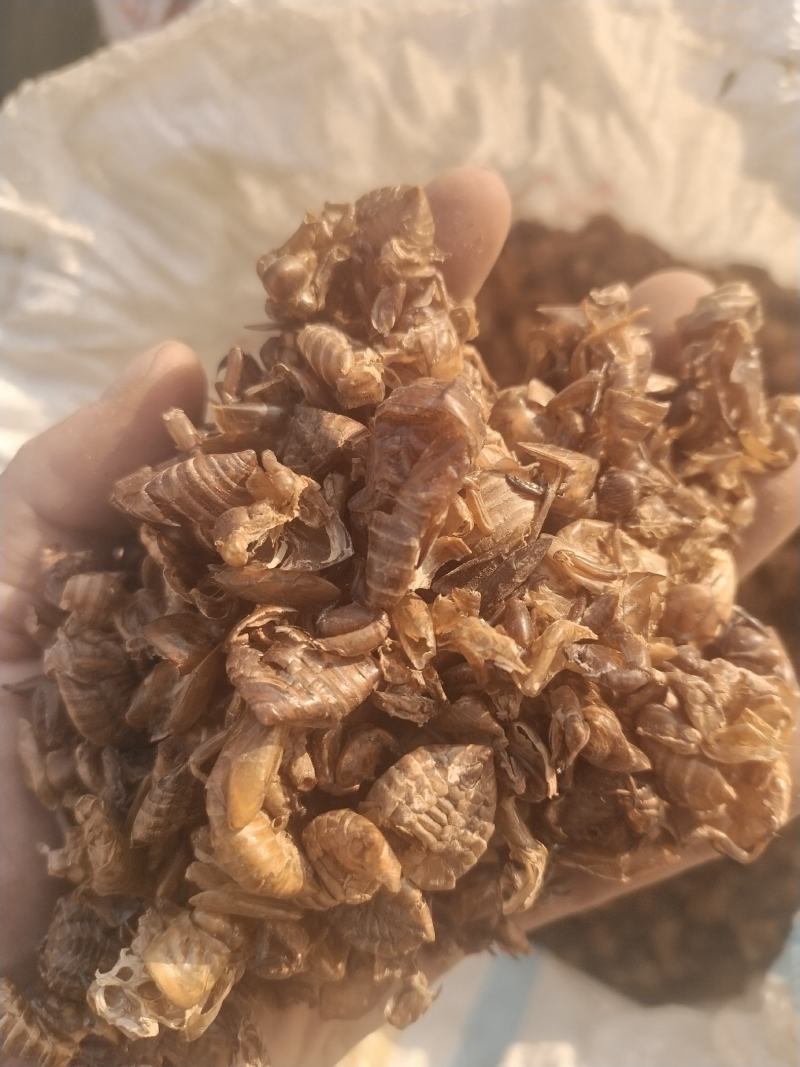 水洗大蝉蜕（碎），非常干净！需要的老板请联系，量大优惠