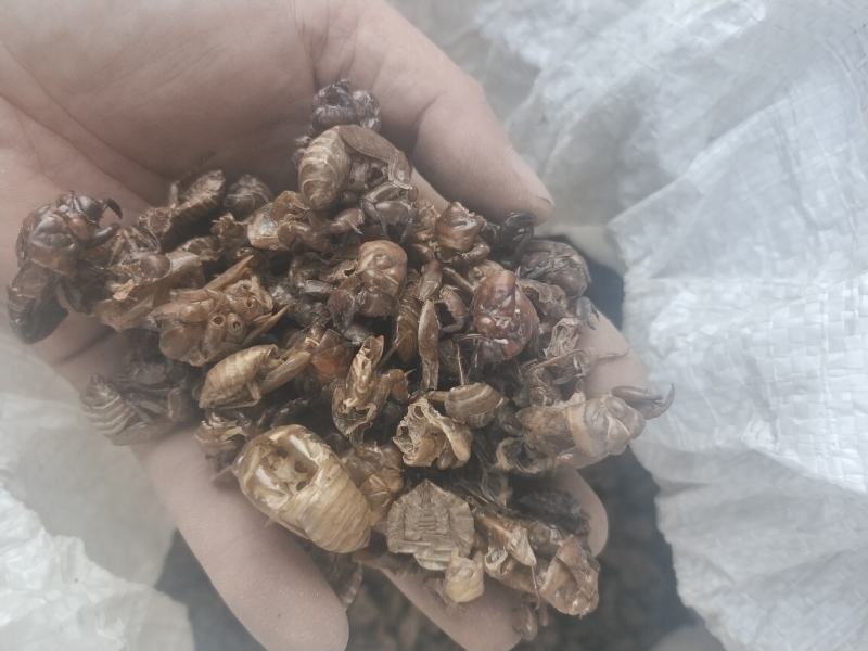 水洗大蝉蜕（碎），非常干净！需要的老板请联系，量大优惠